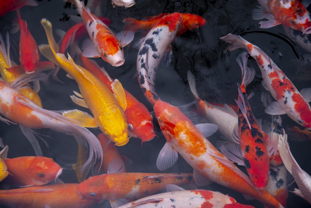 koi ponds in recovery